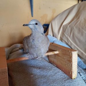 injured Eurasian collared dove perched in cage