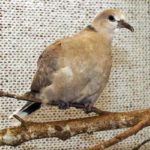 Eurasian collared dove on branch perch in enclosure