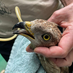 European honey buzzard being tube fed