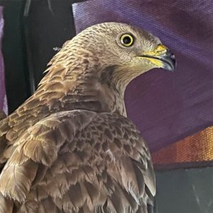 profile of European honey buzzard