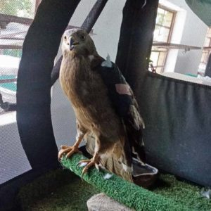 European honey buzzard with wing wrapped standing on perch