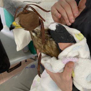 European honey buzzard wearing hood with wing wrapped being held in towel