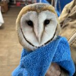 close up of face of young barn owl held in towel