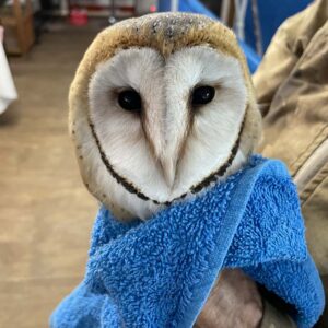 close up of face of young barn owl held in towel