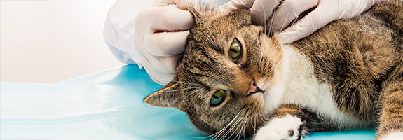 Emeraid Intensive Care HDN for felines