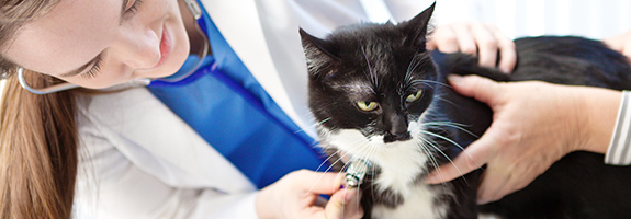 Emeraid Sustain Care HDN for felines
