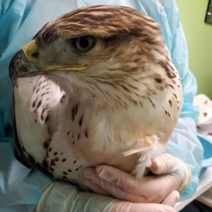 ferruginous hawk held in hands