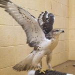 ferruginous hawk perched on stand indoors and spreading its wings above head