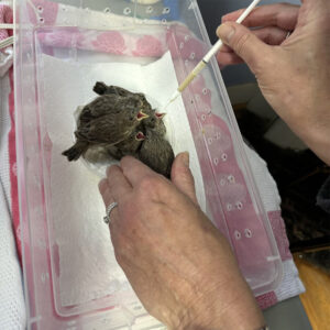 group of finch nestlings in container being hand-fed via syringe