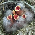 hungry house finches