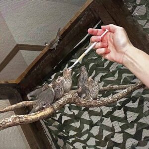 finches on perch in indoor aviary are fed by syringe