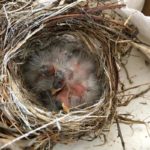 baby finches huddled in nest in enclosure