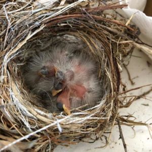 baby finches huddled in nest in enclosure