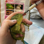 flap-neck chameleon held in hand being fed via syringe