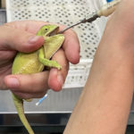 flap neck chameleon held in hands being syringe-fed