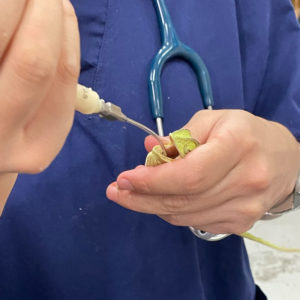 side view of a flap-neck chameleon in hands being syringe-fed