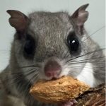 flying squirrel with nut