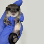 Southern flying squirrel held in gloved hand
