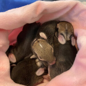 four baby cottontail rabbits cuddled together in pink blanket