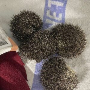four Southern African hedgehogs standing on a towel shown from above