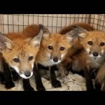 young foxes in cage