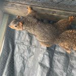 fox squirrel in cage