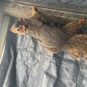 fox squirrel in cage