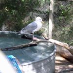 glaucous-winged gull standing on branch above pool in enclosure