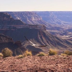 golden eagle flying away over canyon after release