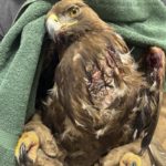 golden eagle held in towel to show enlarged crop