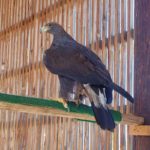 golden eagle standing on perch in outdoor cage