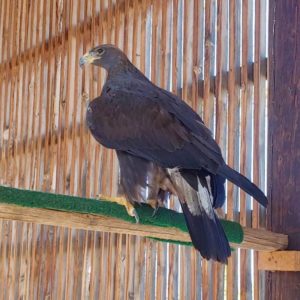 golden eagle standing on perch in outdoor cage