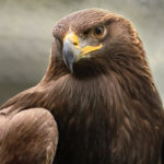 head and shoulder photo of a golden eagle