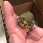 lesser goldfinch fledgling sitting on hands as taken out of a cardboard box
