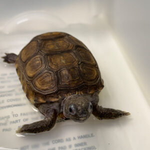 gopher tortoise resting in container with very shallow water