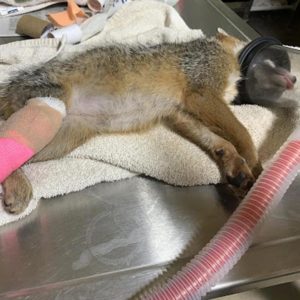 a gray fox lies on table anesthetized with bandaged rear leg
