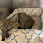 gray fox resting in pet bed