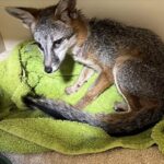 injured gray fox lying on blanket in enclosure