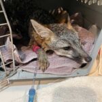 gray fox lying down in carrier on towel with IV