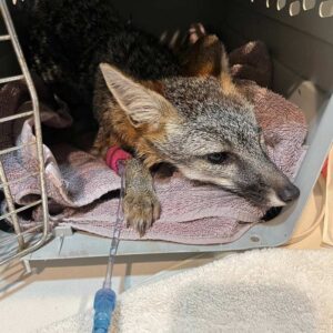 gray fox lying down in carrier on towel with IV