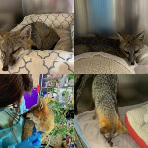 collage of four photos showing a gray fox's progress recovering from injuries