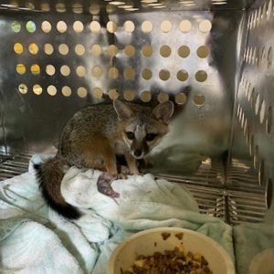 gray fox standing in metal enclosure near food bowl