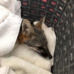 gray fox wrapped in blankets shows only head