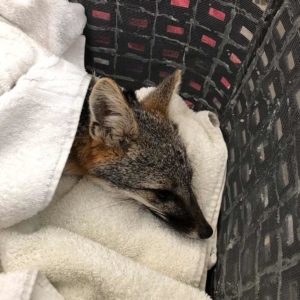 gray fox wrapped in blankets shows only head