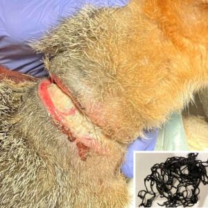 close up of wound on gray fox's neck from netting shown in inset