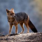 gray fox in the wild