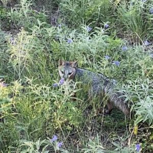gray fox standing in tall green grass