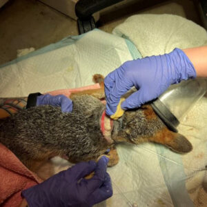 gray fox sedated on table while people tend to wound on the neck