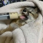 gray fox wrapped in towel being syringe-fed