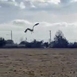 great black-backed gull flying away after release